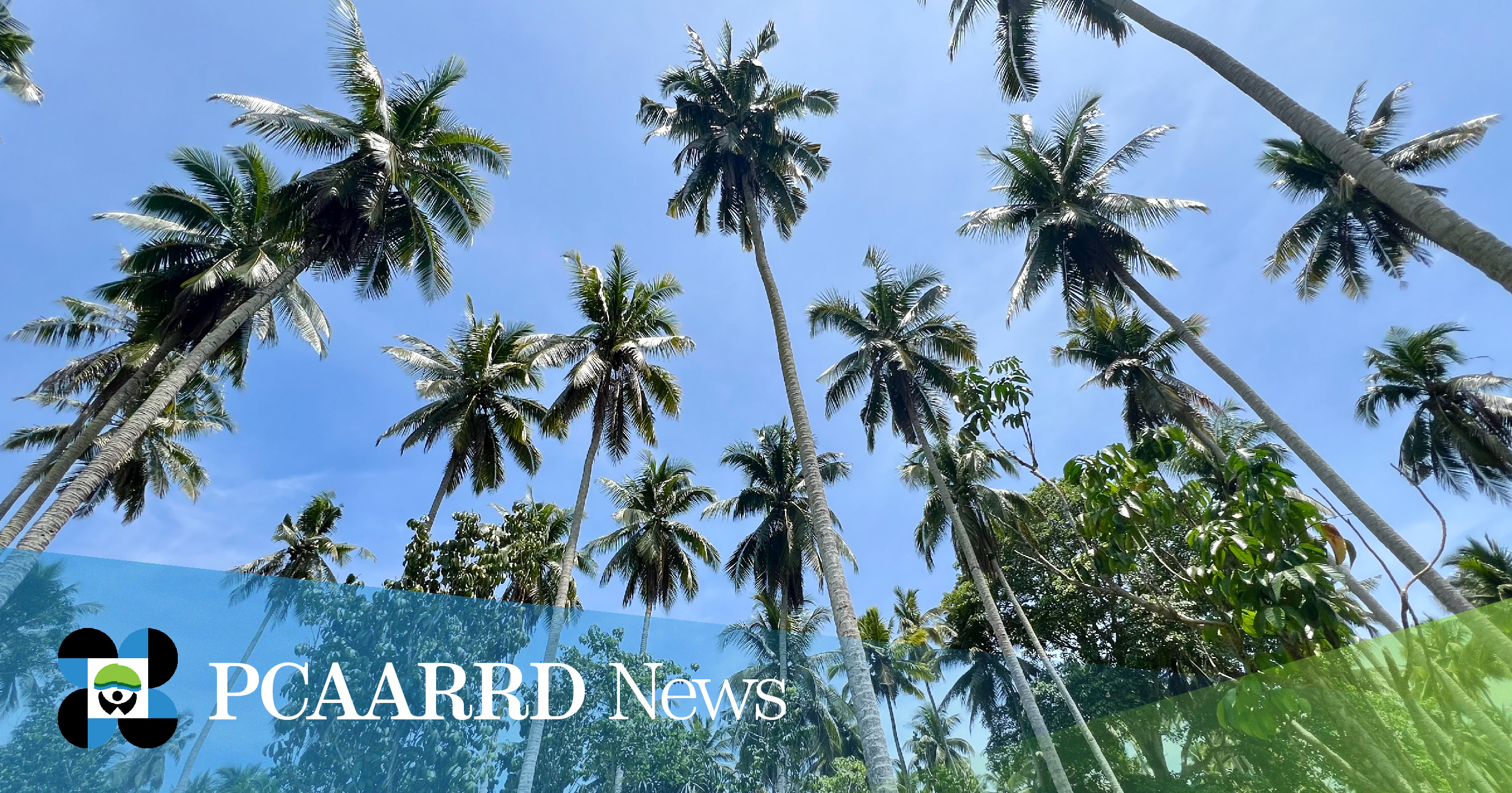 Search for promising Philippine coconut populations for breeding and product development continues